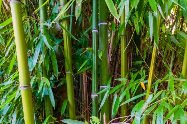 Bamboo Trimming in Petaluma