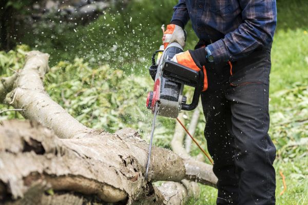 Branch Removal Service in Petaluma