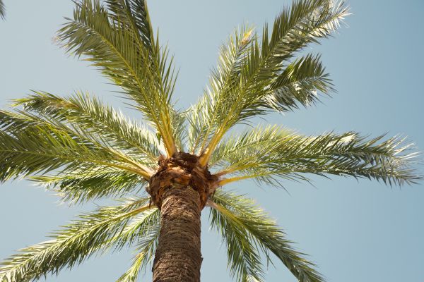 Palm Tree Pruning in Petaluma