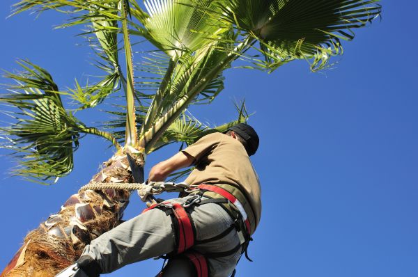 Palm Tree Trimming in Petaluma