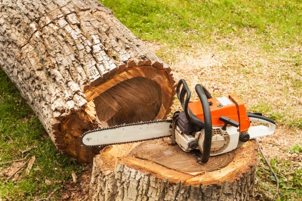 Tree Cutting Service in Petaluma
