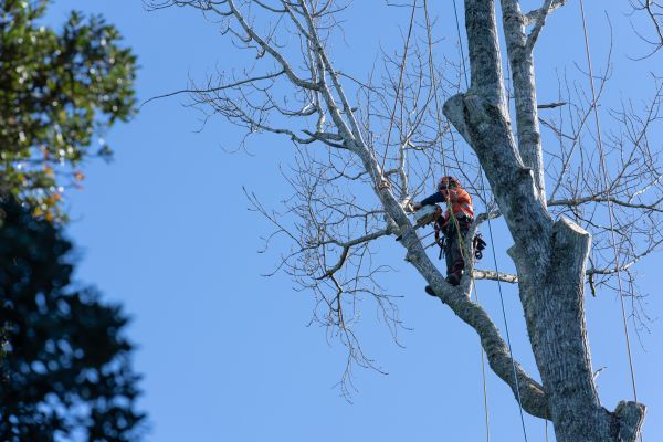 Tree Topping Service in Petaluma