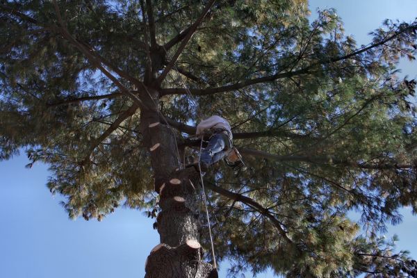 Trimming Service in Petaluma