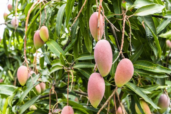 Mango Tree Trimming in Petaluma