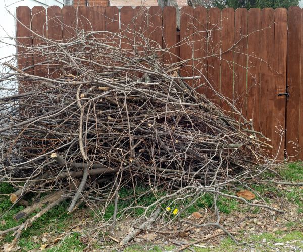 Dead Branch Removal in Petaluma
