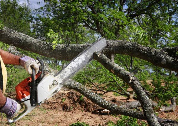 Tree Branch Cutting in Petaluma