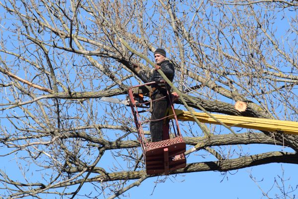 Emergency Tree Trimming in Petaluma