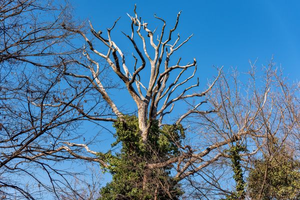 Deadwood Removal in Petaluma