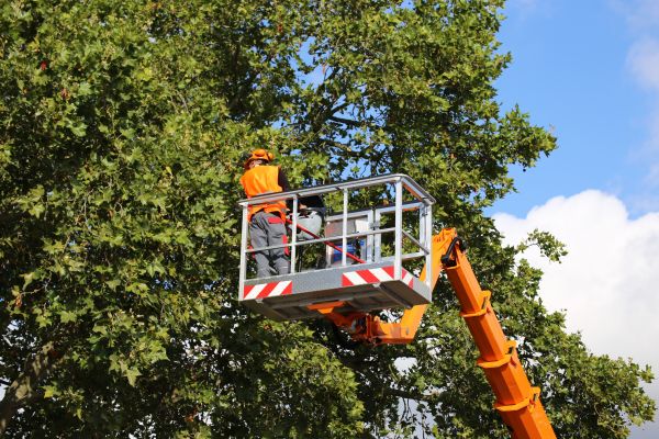 Commercial Tree Service in Petaluma