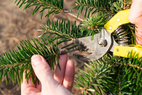 Pine Tree Pruning in Petaluma
