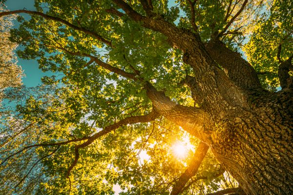 Oak Tree Pruning in Petaluma