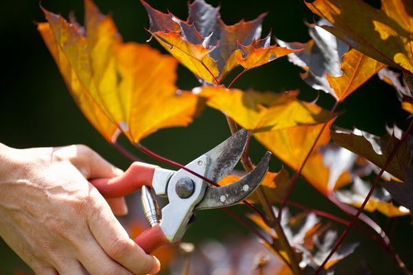 Maple Tree Pruning in Petaluma
