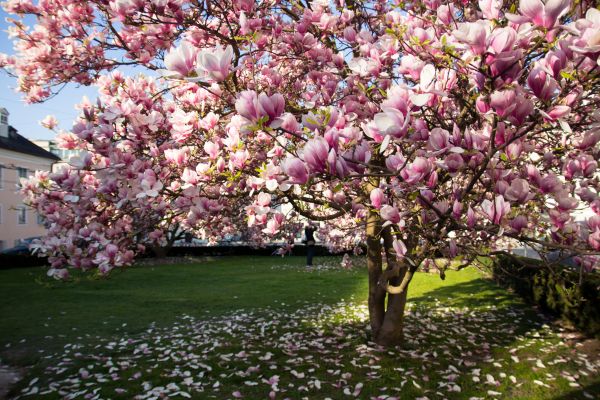 Magnolia Tree Pruning in Petaluma