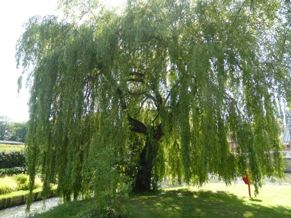 Willow Tree Trimming in Petaluma