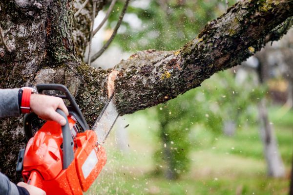 Tree Limbs Removal in Petaluma