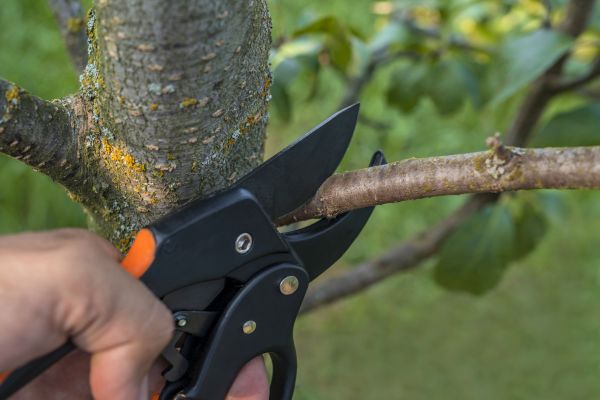 Tree Limb Cutting in Petaluma
