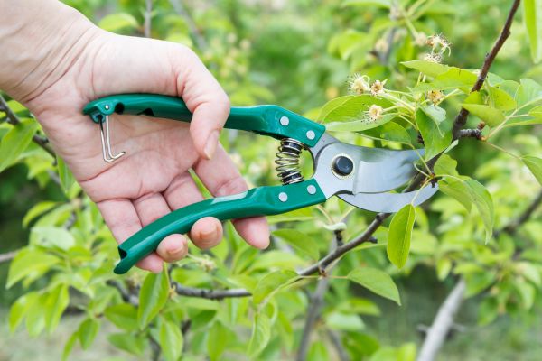 Pear Tree Pruning in Petaluma