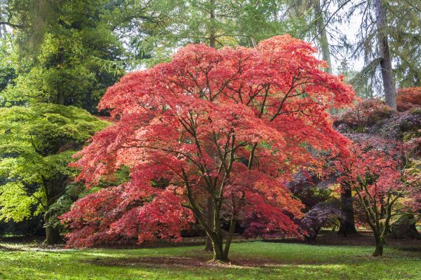 Japanese Maple Pruning in Petaluma