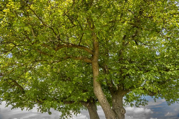 Walnut Tree Trimming in Petaluma
