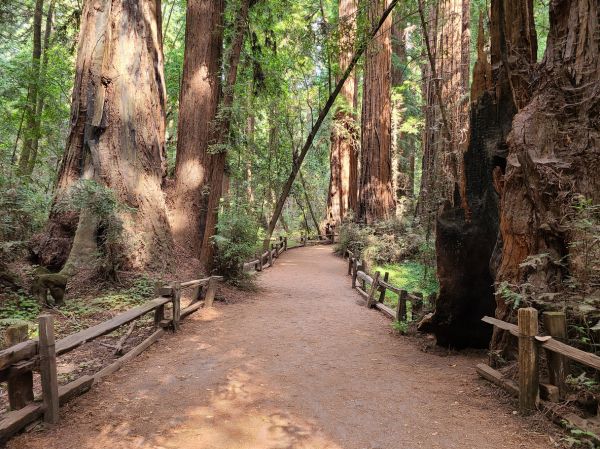 Redwood Tree Pruning in Petaluma