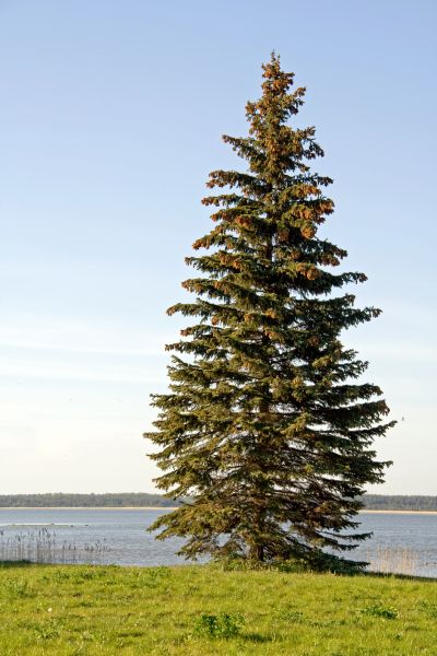 Spruce Tree Pruning in Petaluma