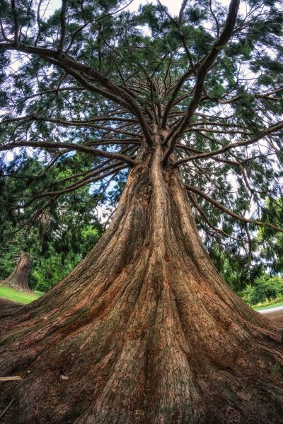 Cedar Tree Pruning in Petaluma