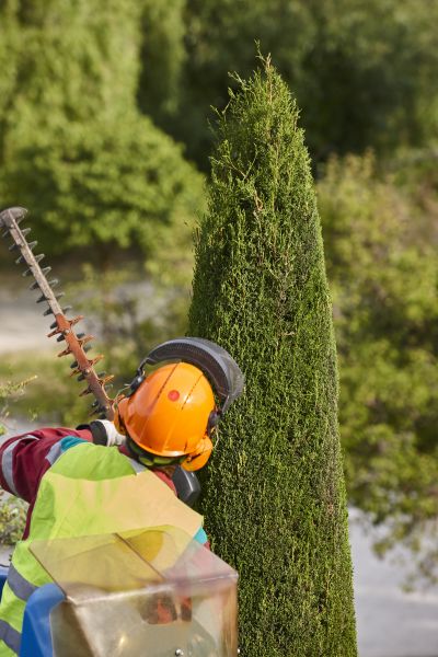 Cypress Tree Trimming in Petaluma