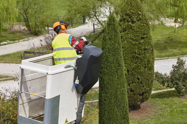 Cypress Tree Pruning in Petaluma