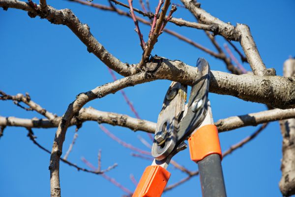Peach Tree Trimming in Petaluma