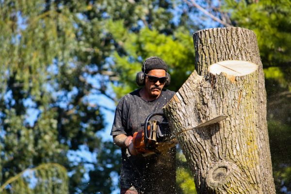 Ash Tree Pruning in Petaluma