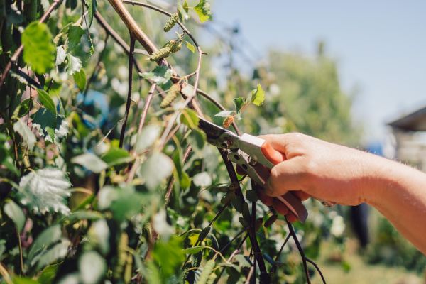 Birch Tree Pruning in Petaluma
