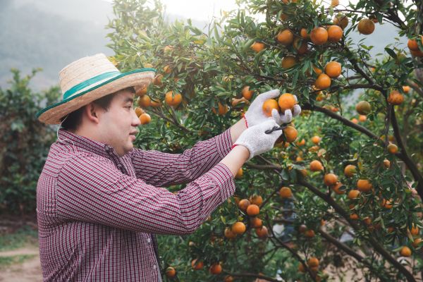 Orange Tree Pruning in Petaluma