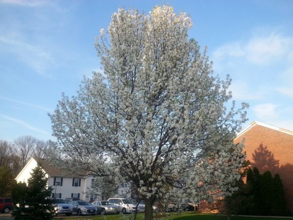 Bradford Pear Tree Pruning in Petaluma