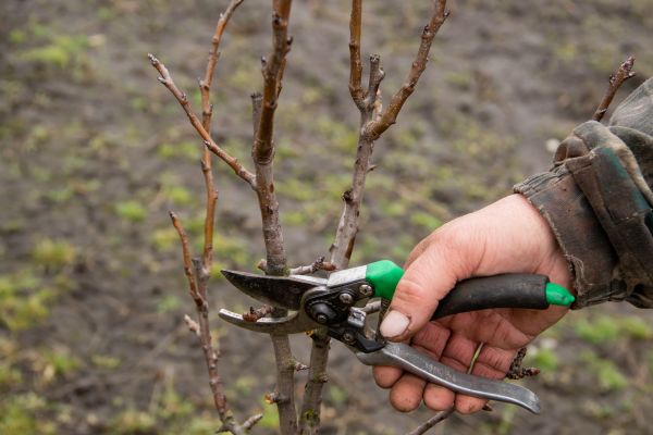 Pear Trees Pruning in Petaluma