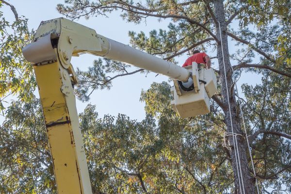 Limbs Trimming in Petaluma