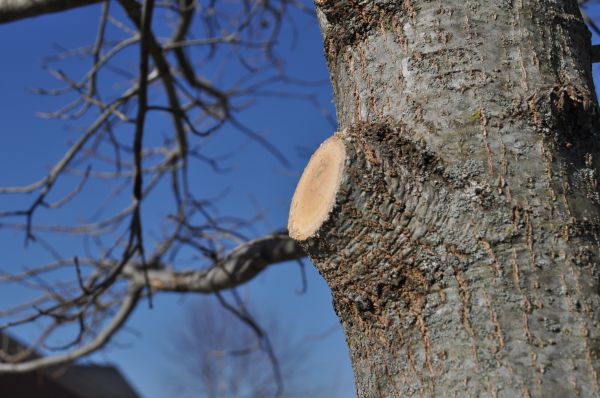 Limb Pruning in Petaluma