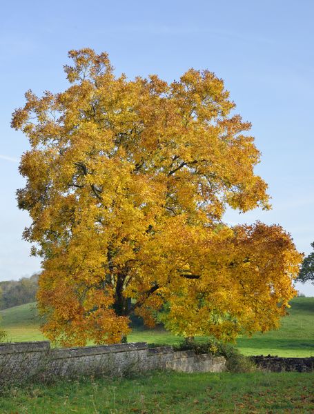Hickory Tree Trimming in Petaluma