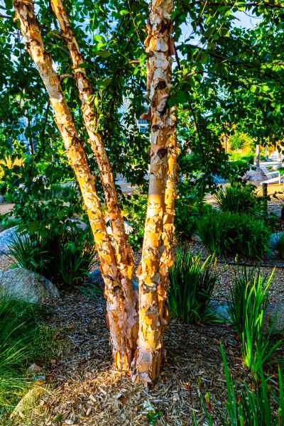 River Birch Trimming in Petaluma