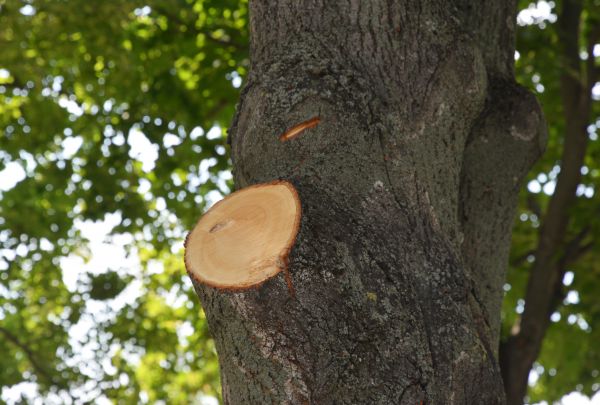 Limb Cutting in Petaluma