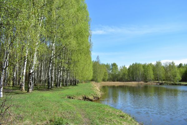 River Birch Pruning in Petaluma