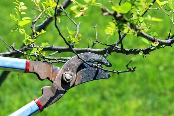 Branches Pruning in Petaluma