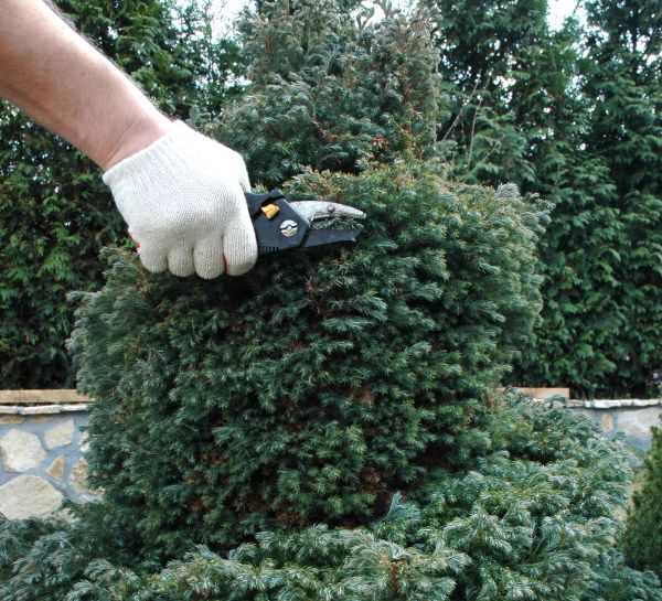 Ornamental Tree Trimming in Petaluma