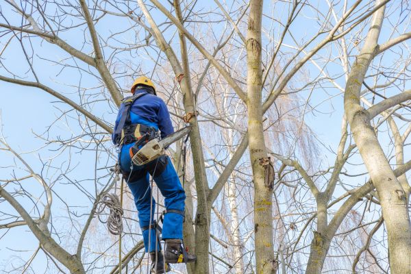 Large Tree Trimming in Petaluma