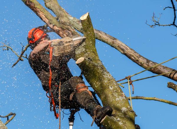 Tree Trimming Service in Petaluma