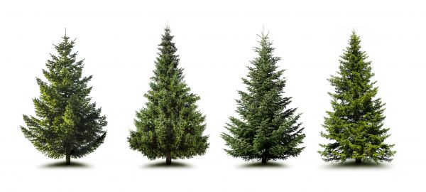 Cost of Pine Tree Trimming in Petaluma