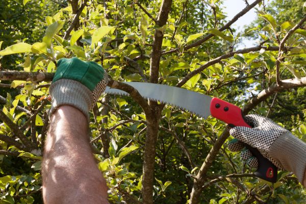 Apple Tree Trimming in Petaluma