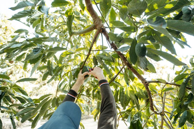 Apple Tree Pruning