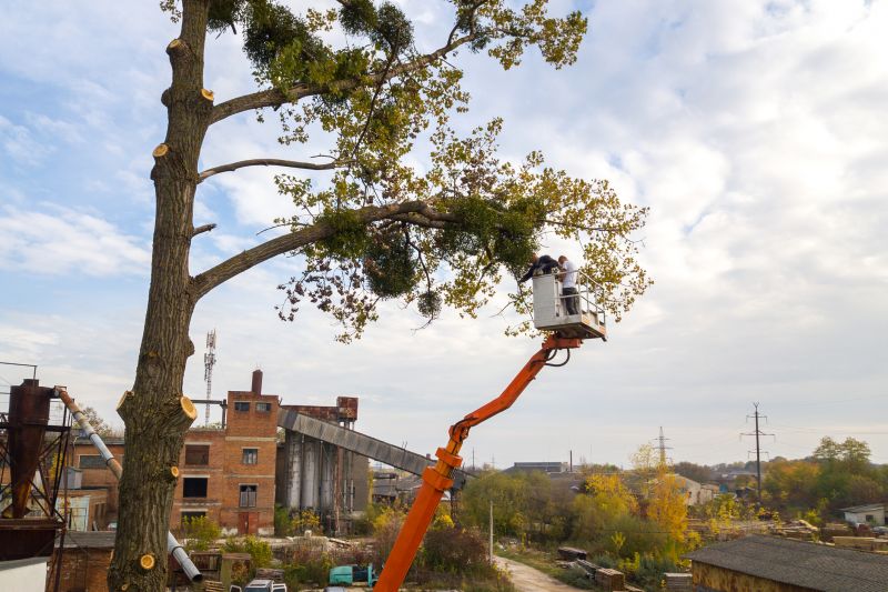 Tree Maintenance Service detail