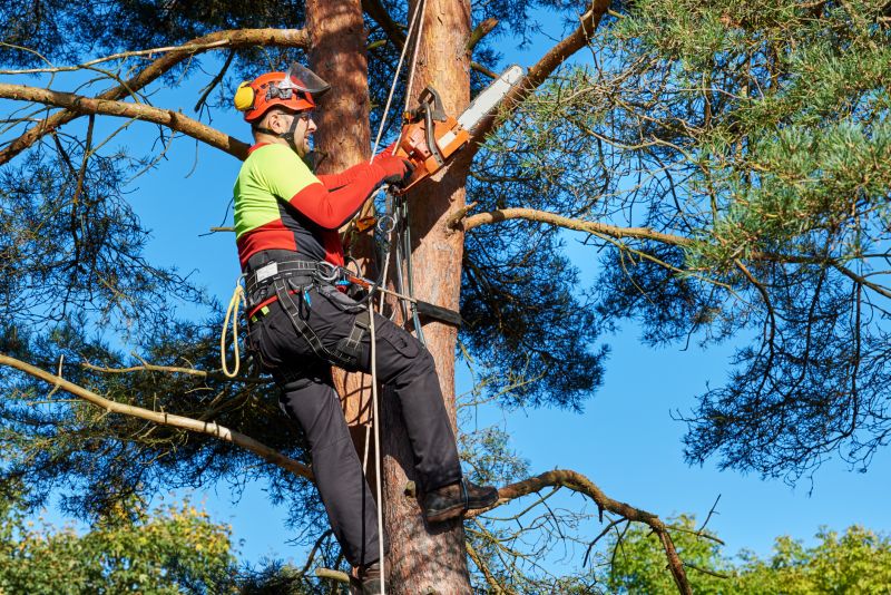 Tree Trimming in Action