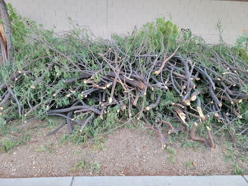 Pruned Tree Branches